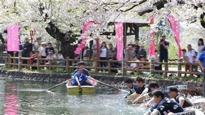 Lễ hội hoa Anh đào tại Công viên Mato, Akita, Tohoku, Nhật Bản
