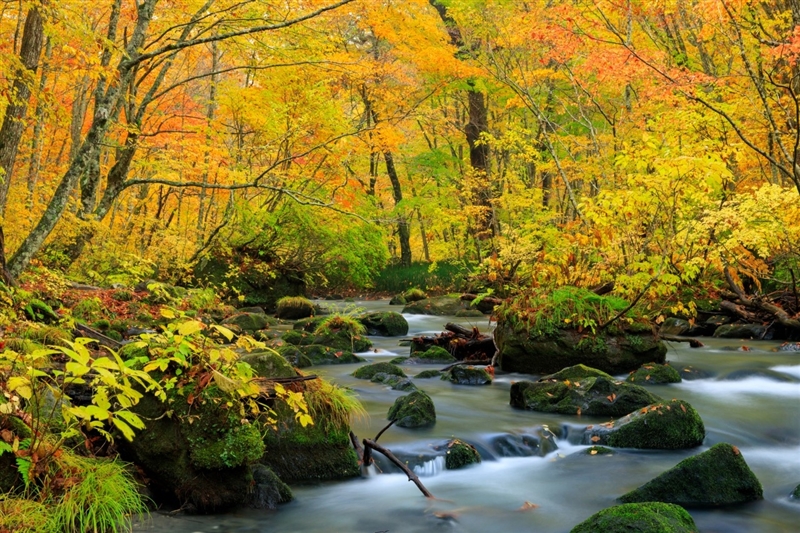 Tohoku, Nhật Bản