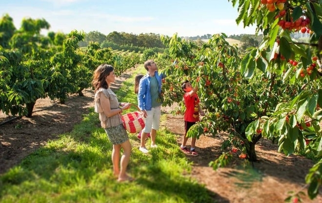 Vườn trái cây Bacchus Marsh, Australia